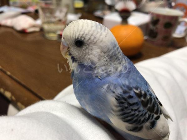 迷い鳥の写真
