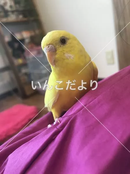 保護鳥の写真