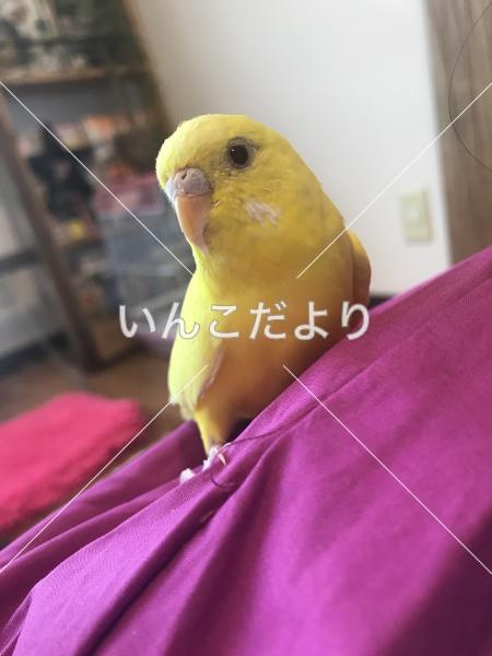 保護鳥の写真