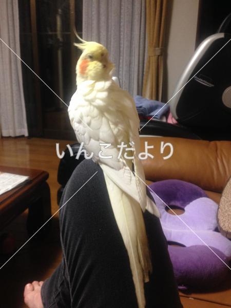 迷い鳥の写真