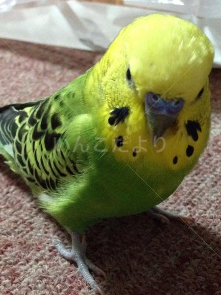 迷い鳥の写真