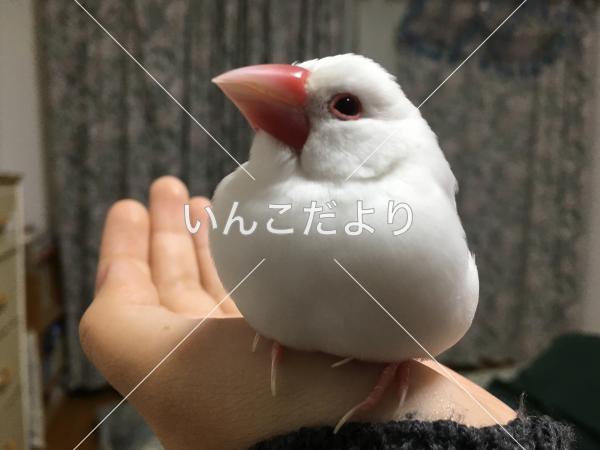 迷い鳥の写真