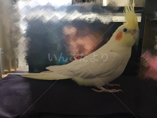 迷い鳥の写真