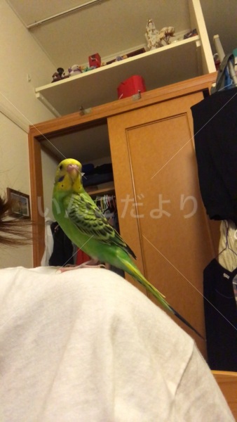 迷い鳥の写真