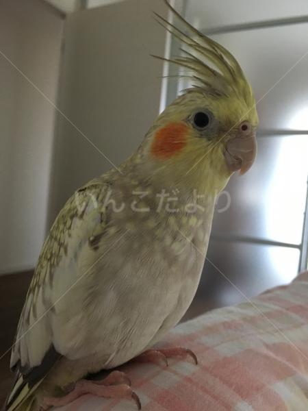 迷い鳥の写真