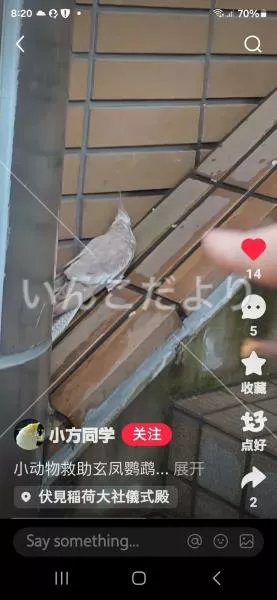 保護鳥の写真