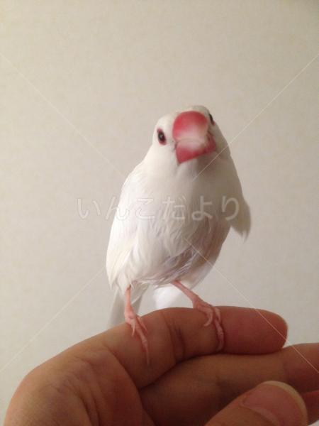 迷い鳥の写真