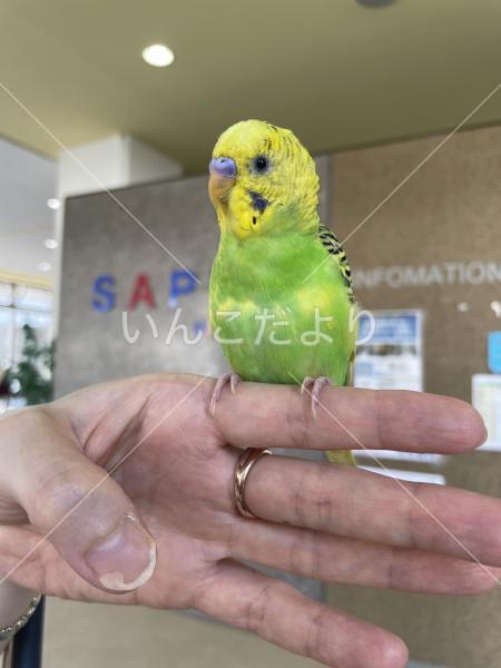 保護鳥の写真