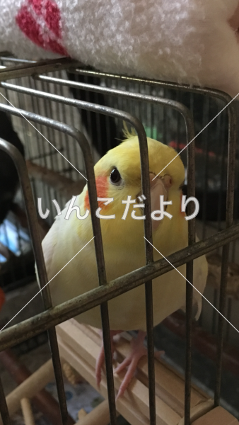 迷い鳥の写真