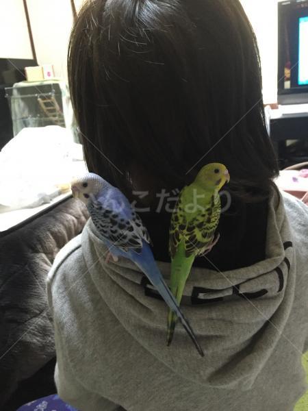 迷い鳥の写真