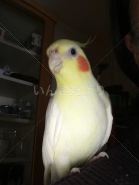 迷い鳥の写真