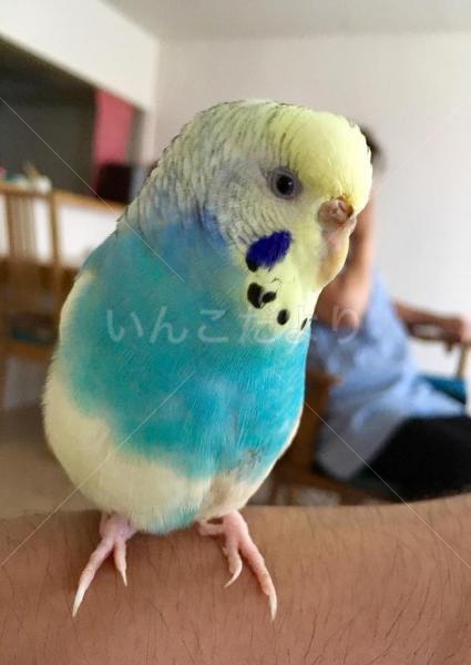 迷い鳥の写真