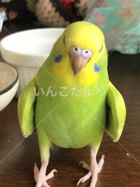 迷い鳥の写真