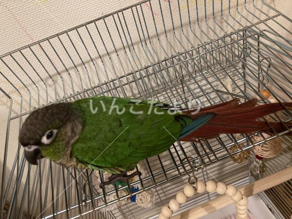 迷い鳥の写真