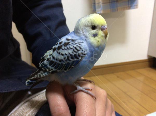 保護鳥の写真
