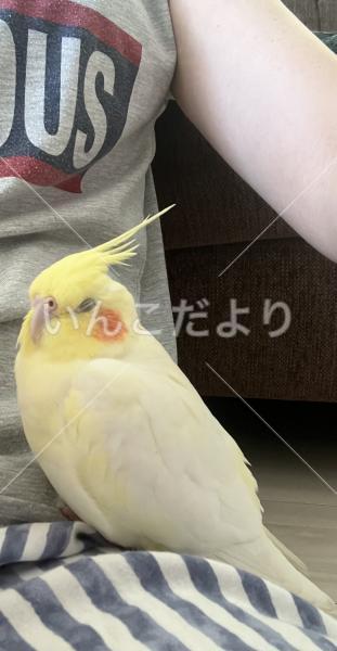 迷い鳥の写真
