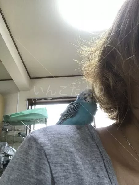 保護鳥の写真