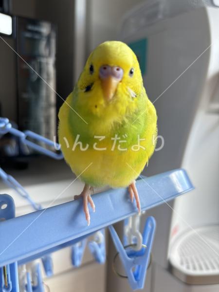 迷い鳥の写真