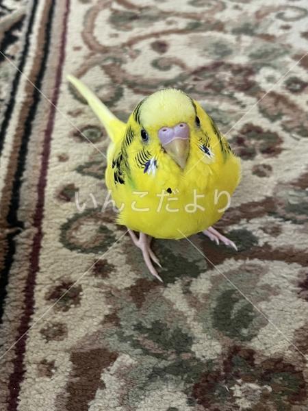 迷い鳥の写真