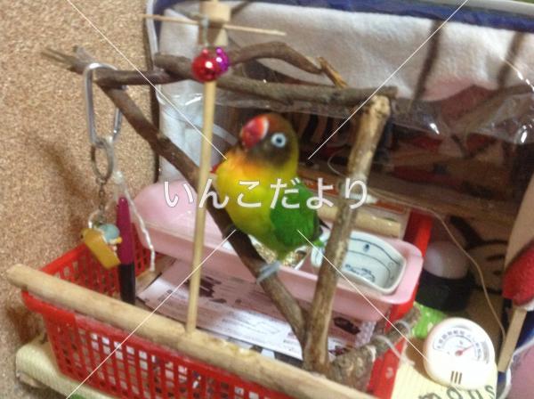 迷い鳥の写真