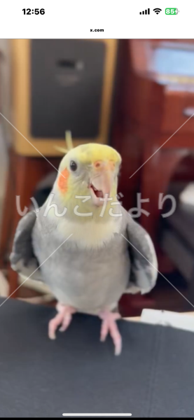 迷い鳥の写真