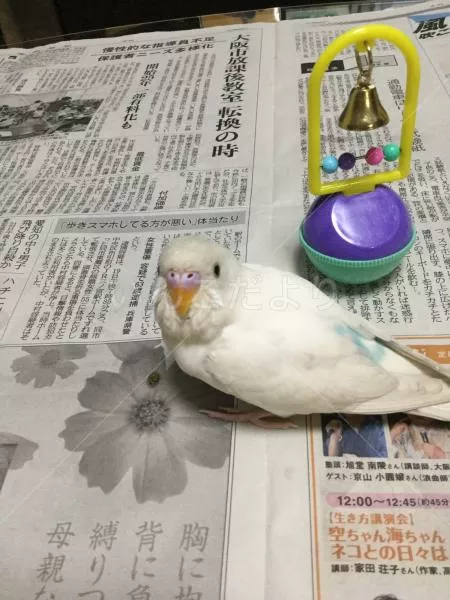 保護鳥の写真