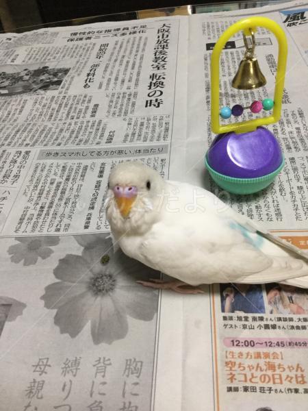 保護鳥の写真