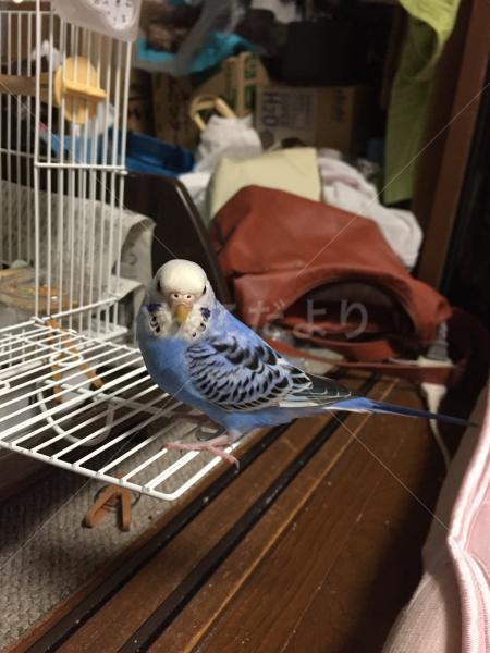 迷い鳥の写真