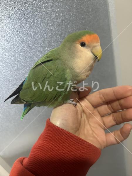 迷い鳥の写真