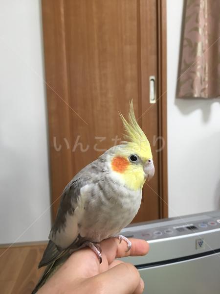 迷い鳥の写真