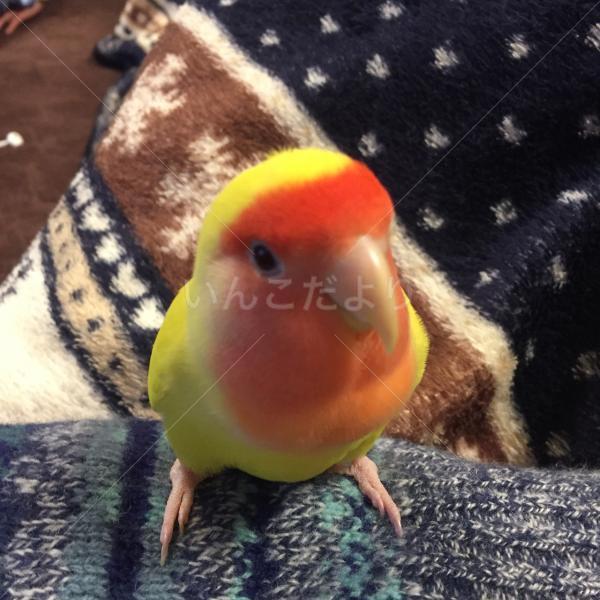迷い鳥の写真