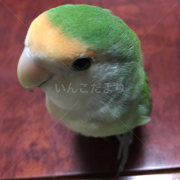 迷い鳥の写真