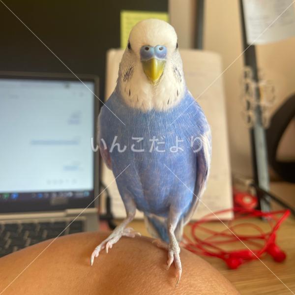 迷い鳥の写真