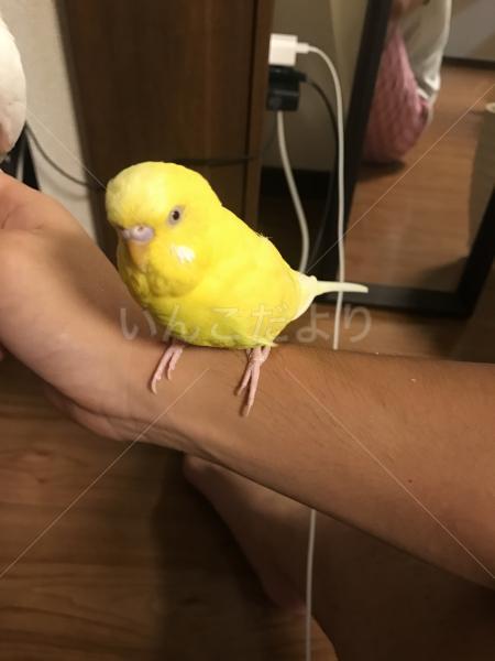 迷い鳥の写真