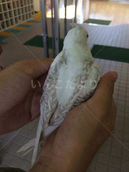 保護鳥の写真