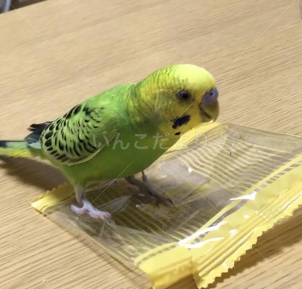 迷い鳥の写真