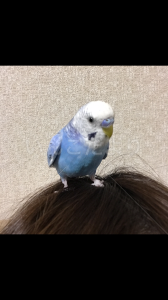 迷い鳥の写真