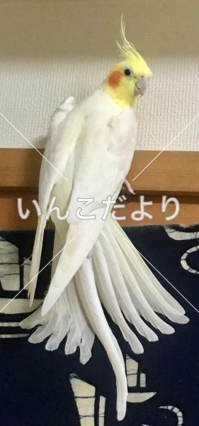 迷い鳥の写真