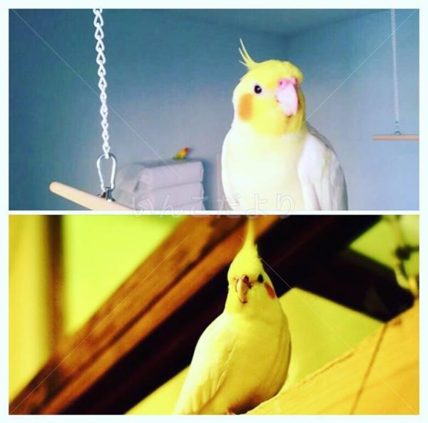 迷い鳥の写真
