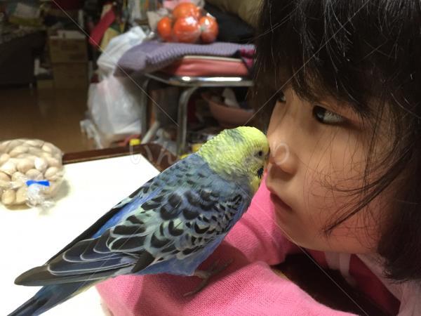 迷い鳥の写真