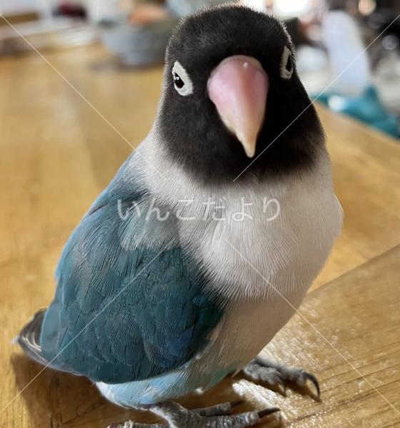 迷い鳥の写真