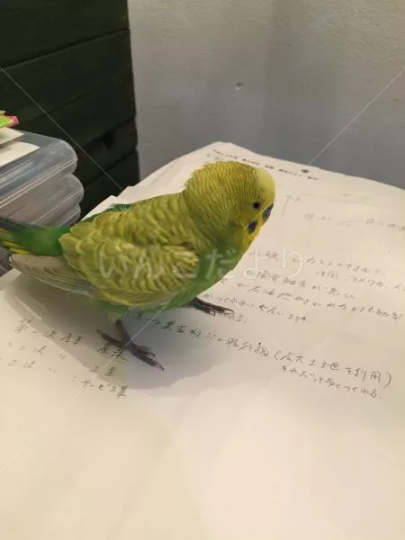 保護鳥の写真