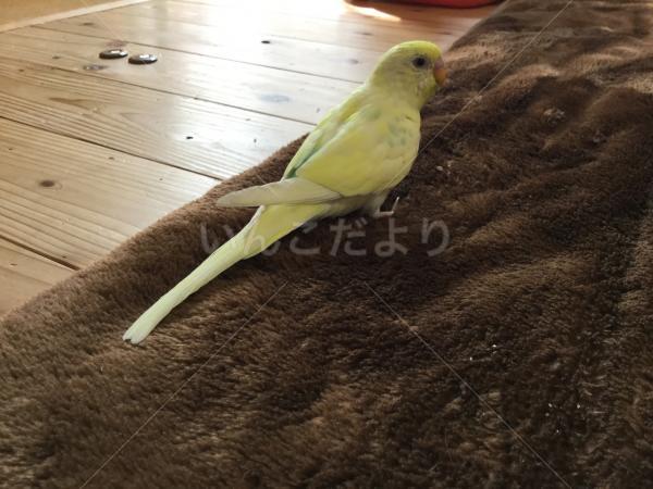 迷い鳥の写真