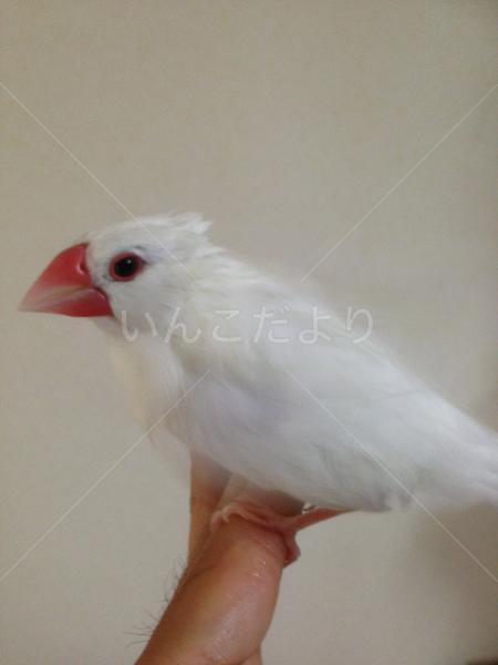 迷い鳥の写真