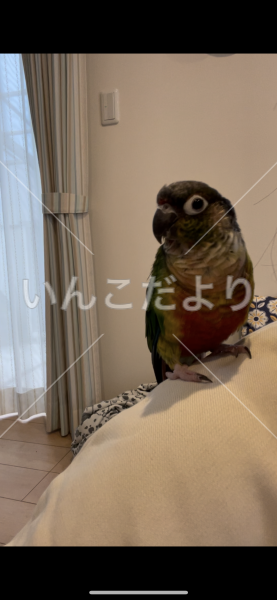 迷い鳥の写真