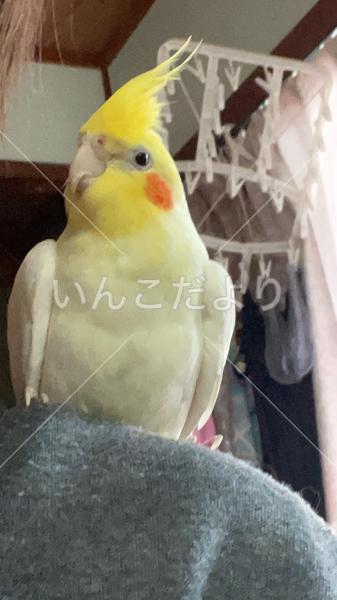 迷い鳥の写真