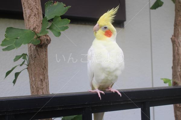 迷い鳥の写真