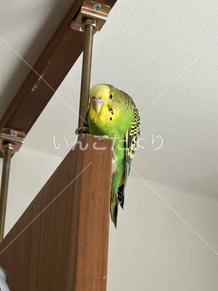 迷い鳥の写真