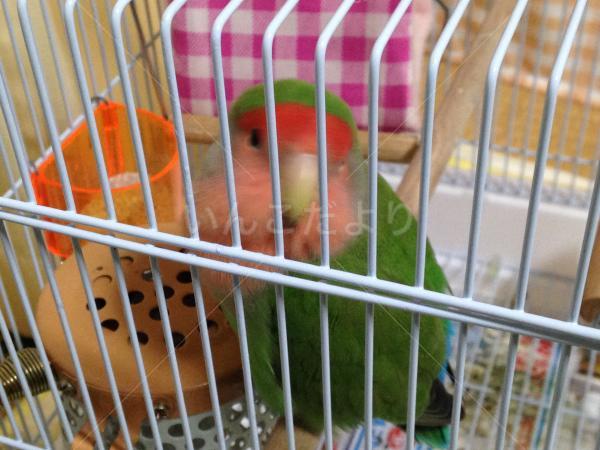 迷い鳥の写真