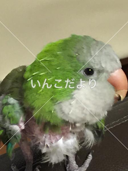 迷い鳥の写真